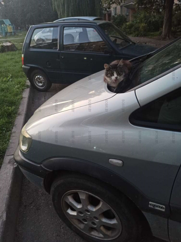 Котик греется ночью тут