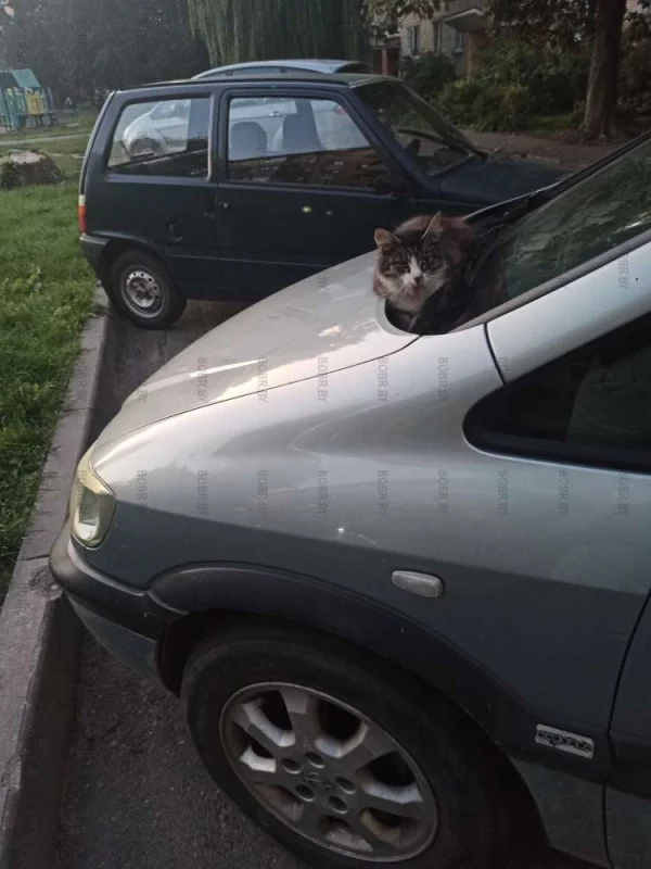 Котик греется ночью тут