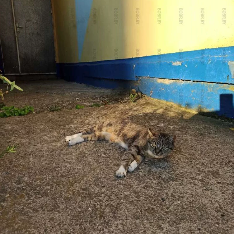 Кошачий отдых