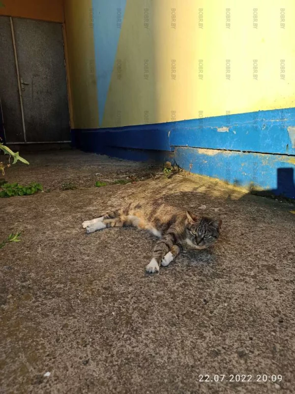 Кошачий отдых