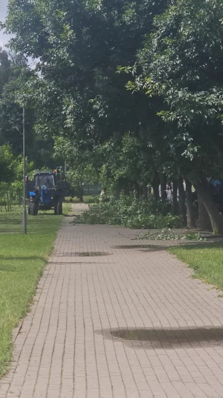 Обрезка ветвей над тротуаром