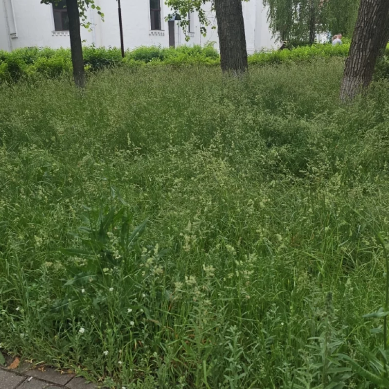 Клещам есть, где порезвиться. Центр города, не кошено от слова совсем