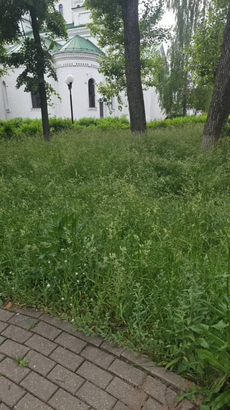 Клещам есть, где порезвиться. Центр города, не кошено от слова совсем