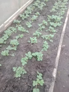 Клубника саженцы
