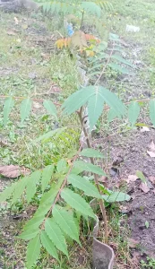 Сумах