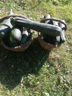 Тыква, кабачки