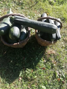 Тыква, кабачки