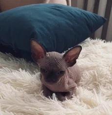 Котёнок. Сфинкс