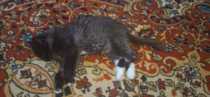 Кошка с рожками