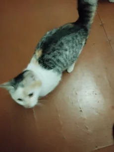 Очаровательные кошечки