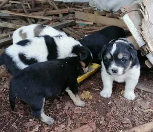 Малыши ищут дом