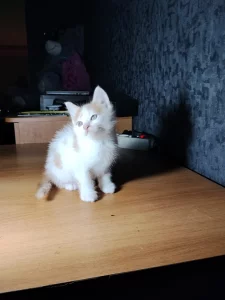 Котята в дар
