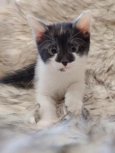 Красивенный котик