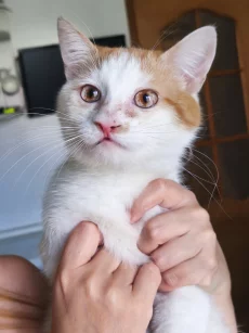 Ласковый котик ищет дом
