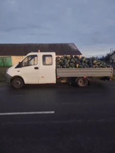 Тыкву на корм животным. Доставка
