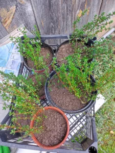 Саженцы тимьяна ароматного многолетний