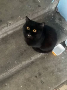 Найден котик