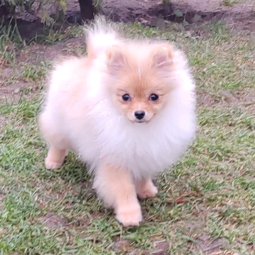 Шпиц мальчишка