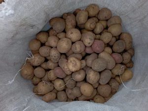 Картошка мелкая 15р/мешок