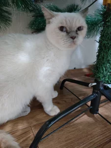 Отдам кошку британской породы