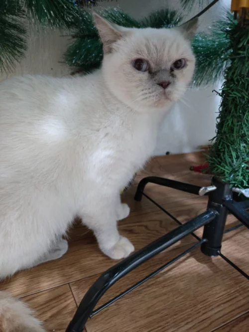 Отдам кошку британской породы