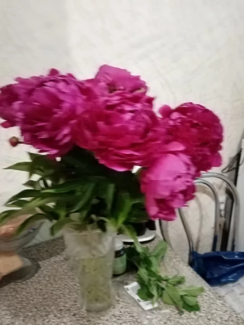 Пионы на букет