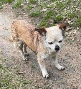 Найдена собачка.