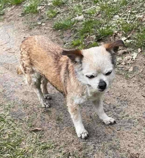 Найдена собачка.