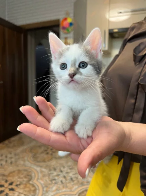 Отдам котят в добрые руки