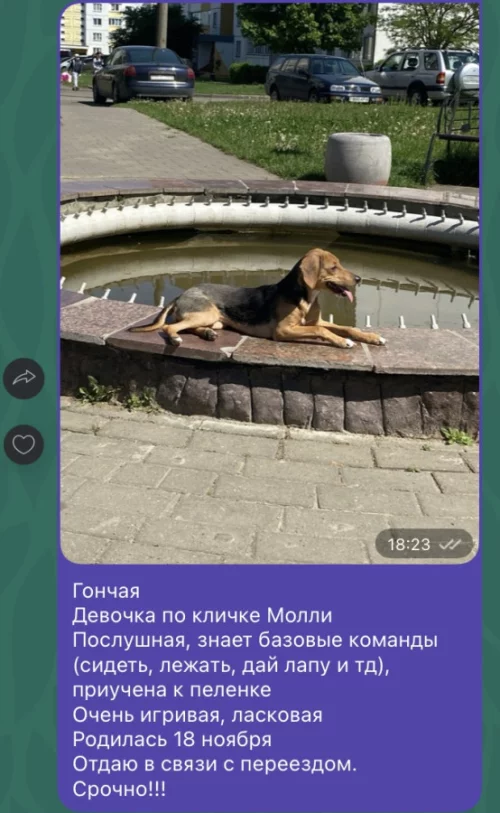 Отдам собаку