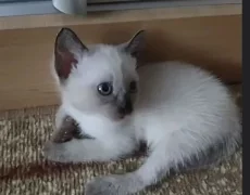 Бронь котят