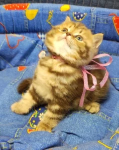 Мраморная молочная шоколадка. Британский котенок