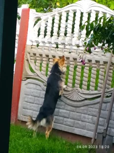 Пропала собака