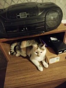 Очаровательные кошечки Лера и Вера ищут свой дом