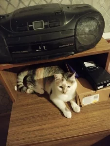 Очаровательные кошечки Лера и Вера ищут свой дом