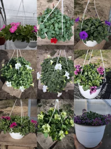 Петуния бакопа дихондра