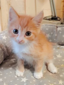 Котёнок девочка рыжая
