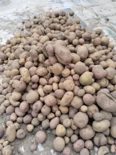 Картофель