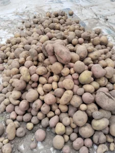 Картофель