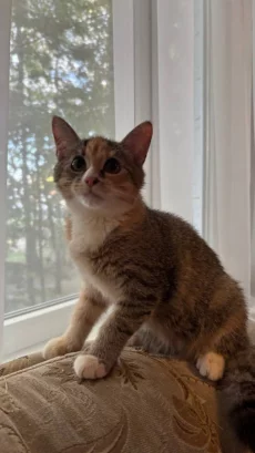 Котятат