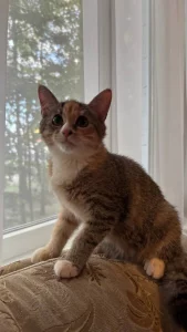 Котятат