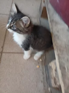 Отдам котят