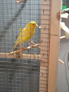 Кенар хохлатый