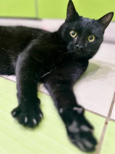 Очень ласковый котик ищет дом