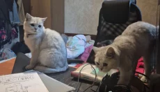 Шотландские серебристые котята