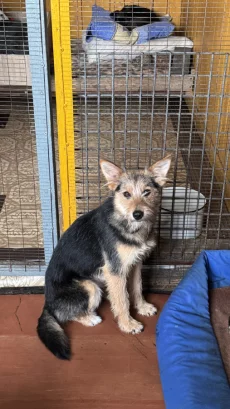 Маргоша ищет дом