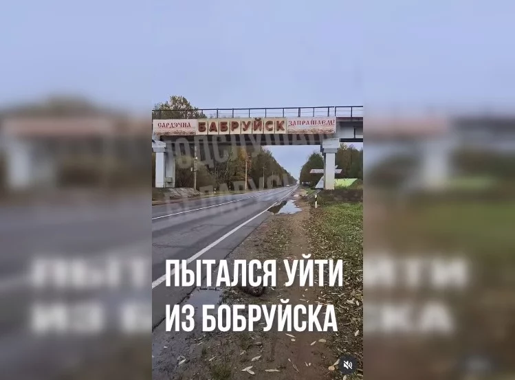 Под въездным знаком в Бобруйск сбили бобра