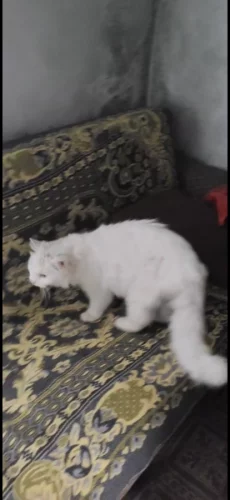Найден белый красавец кот
