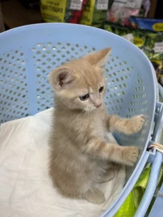 Красивые Котята