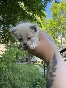 Ласковая девочка ищет дом
